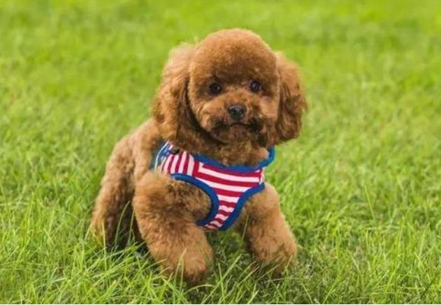 泰迪犬吃什么毛发多又亮,泰迪毛发不好吃什么狗粮好