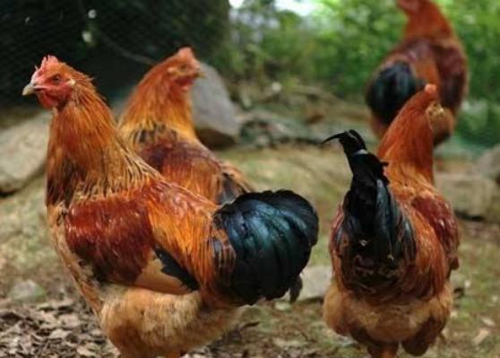 看肝脏判断鸡病，常见肝脏鸡病及防治措施