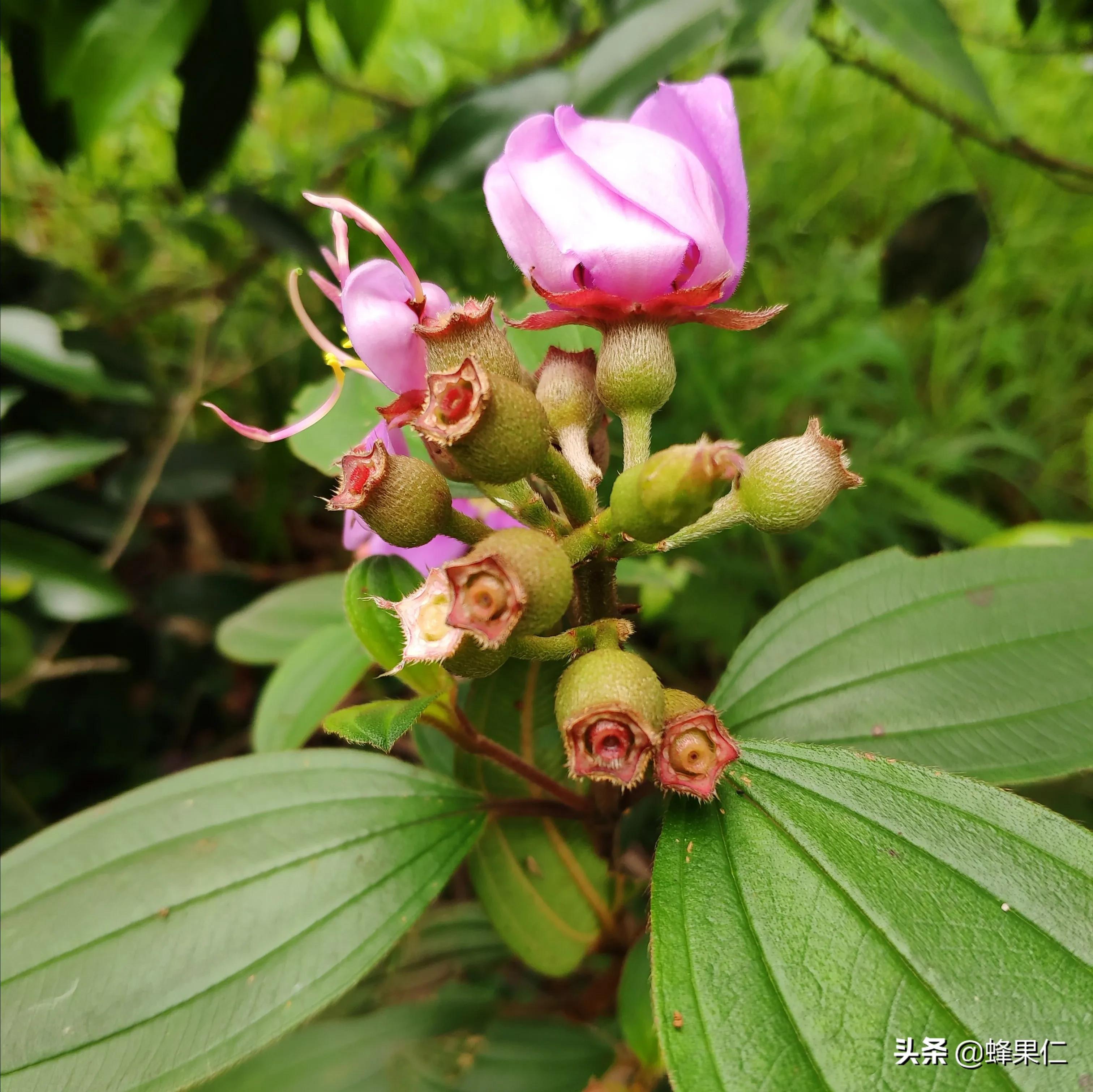 农村的所有野果,农村常见50种野果