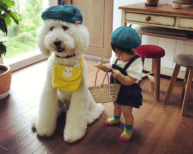 巨型贵宾犬为什么不建议养,巨型贵宾犬能聪明到什么程度