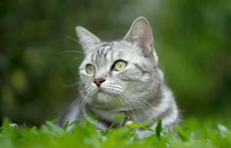 美短虎斑猫咪的品种,美国短毛猫虎斑价格