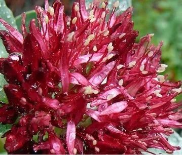 当天下第一草、*藏西**人参、菌中之王激情碰撞