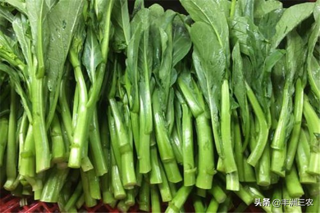 菜心露天栽培好还是大棚栽培,广东菜心无土栽培技术要点