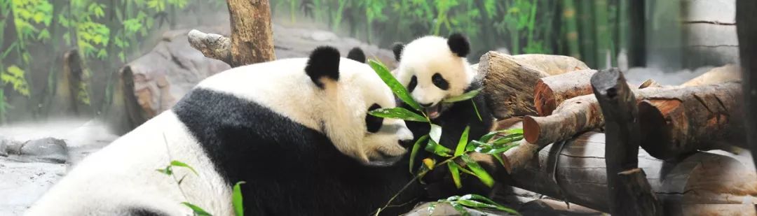 广州长隆双乐园4晚游,广州长隆4晚3天含机票旅游团