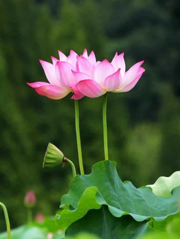 赏荷花情景教学,江南荷花开西湖赏荷寻味攻略