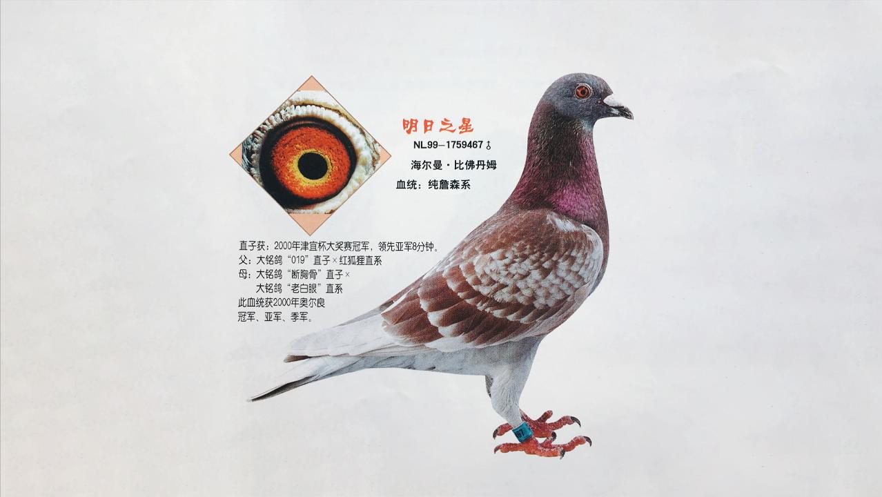 种鸽配对方法及注意事项,各种优秀种鸽的配对图