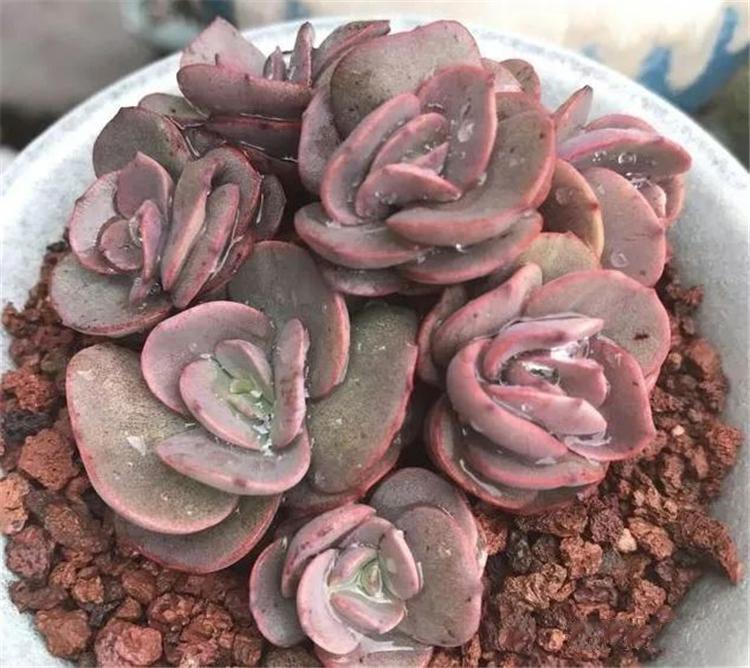 多肉老桩是美，但你买的也许是“假”老桩