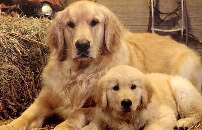 黑白花四眼宠物狗是什么品种,宠物狗智商排名前十名的品种