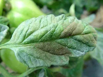 每日一课100个常识,真菌感染必备知识