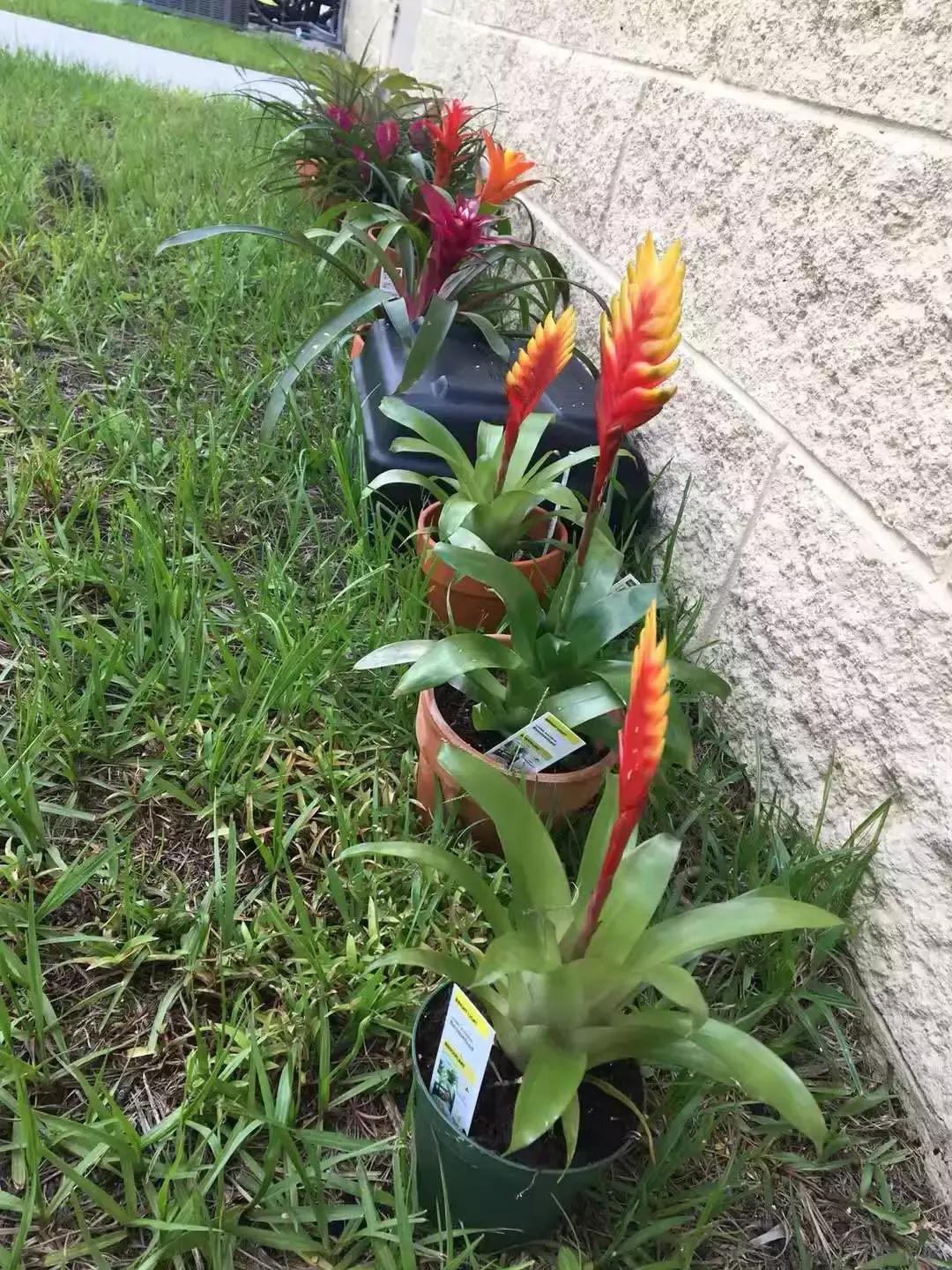 凤梨科的其它植物,凤梨食虫植物