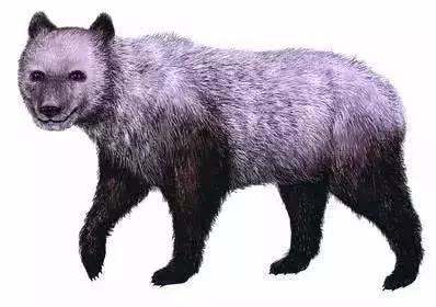 大熊猫为啥突然开始吃素了,大熊猫为什么从吃肉变成吃素的