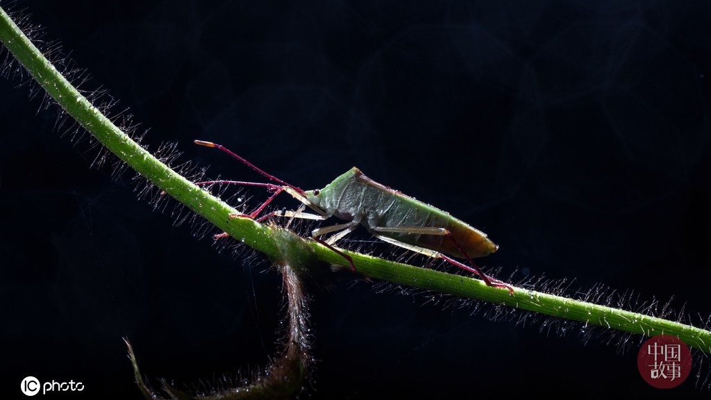 重庆探访深山老林,重庆著名圣地四面山