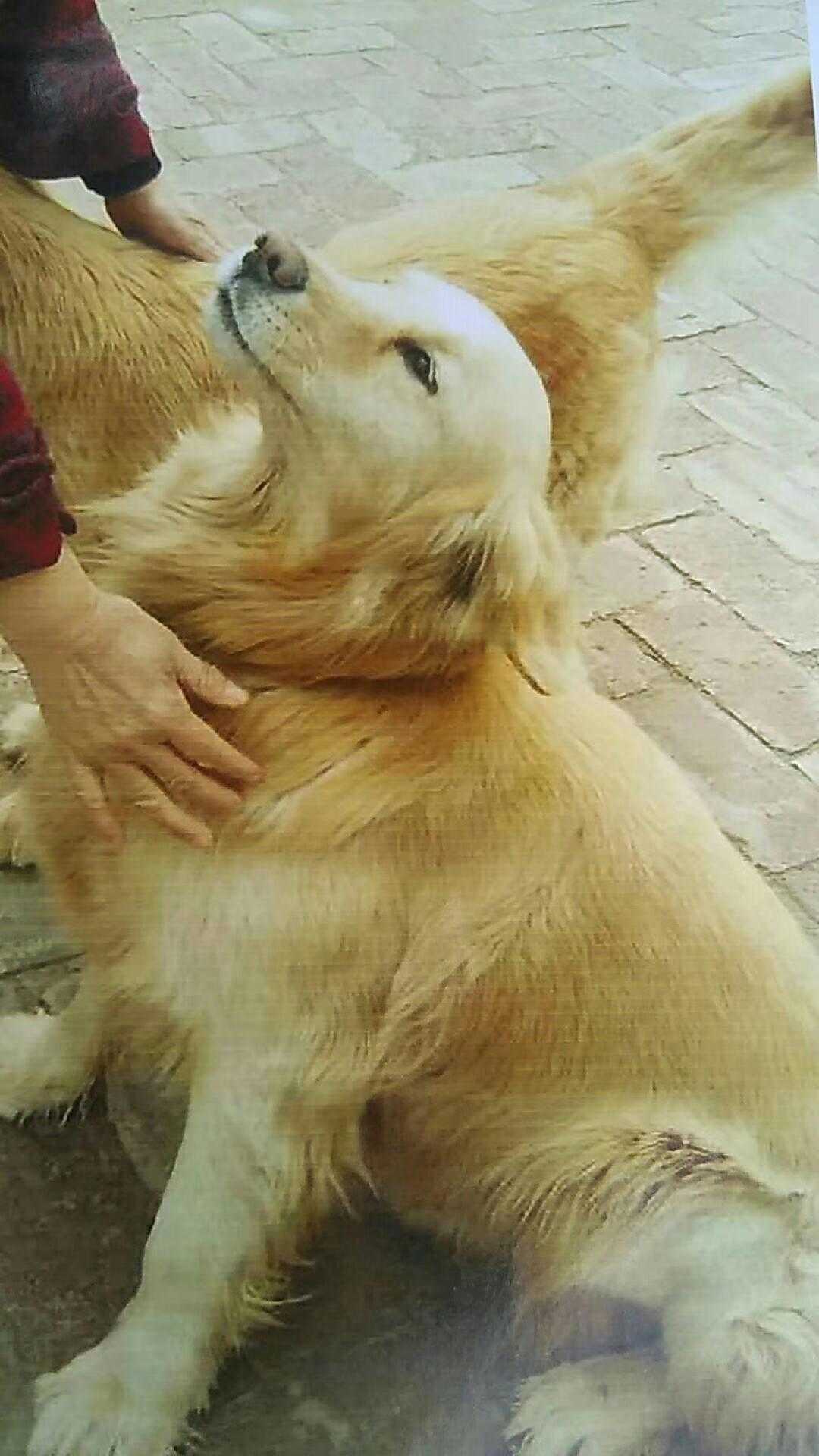 金龙祈福龙飞凤鸣,观音山祈福圣地