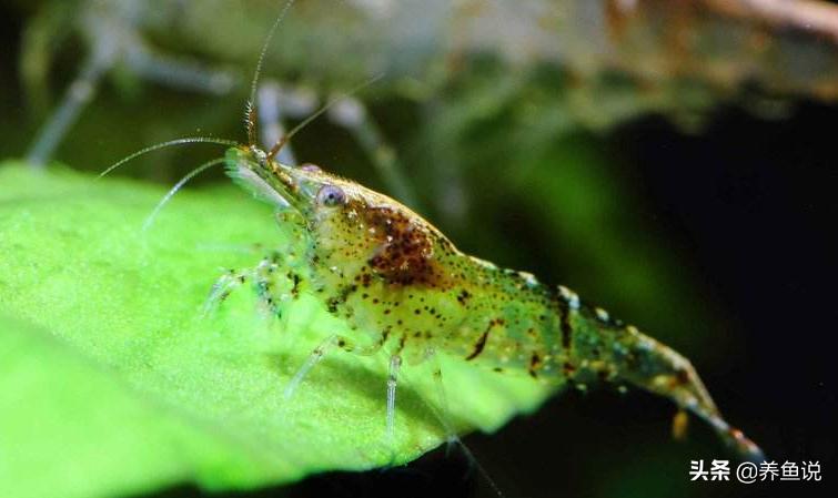观赏鱼吃这3种活食更健康，且简单方便好入手，新手养鱼活食首选