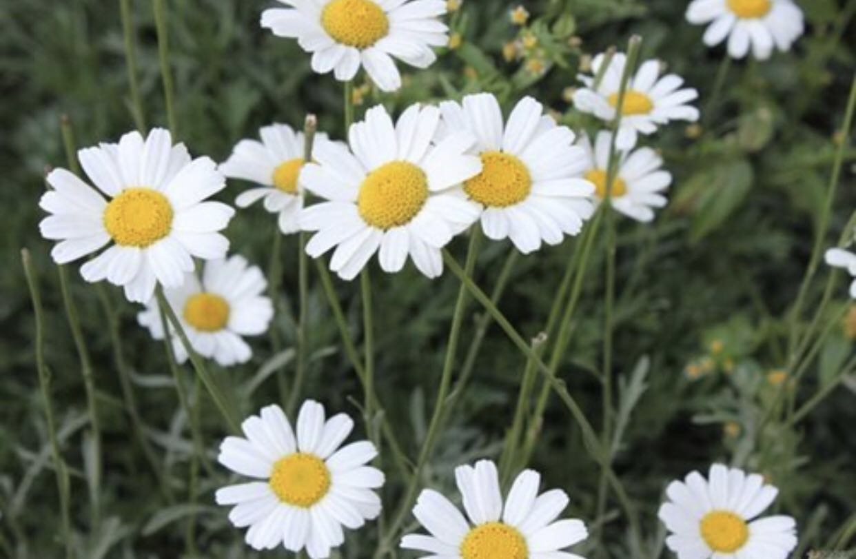 什么植物可以驱蚊最好,哪些植物驱蚊效果最好