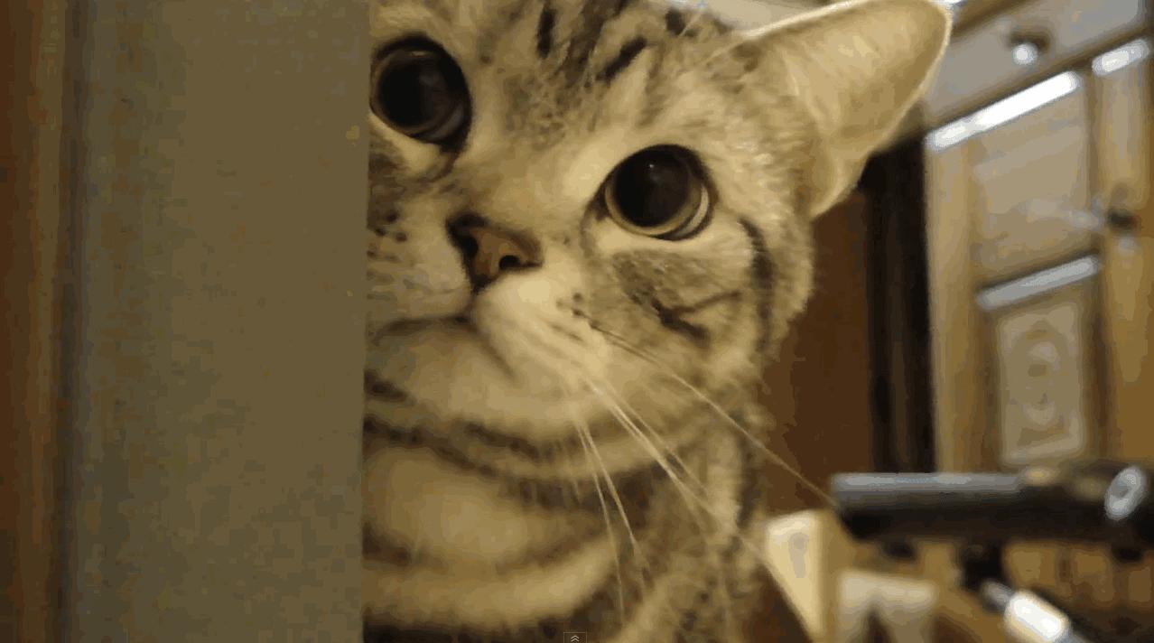 猫的语言有多厉害,猫的语言能力有多强大