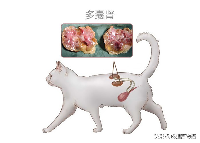 猫咪遗传性肾衰竭会死吗,猫咪肾脏肿大疾病有哪些
