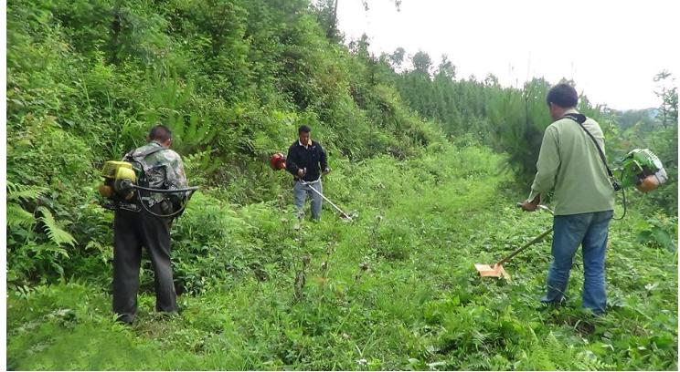 什么除草剂不能在果园使用,这些除草剂千万别在果园用