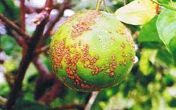柑橘病虫害最新防治技术,柑橘病虫害详解视频教程