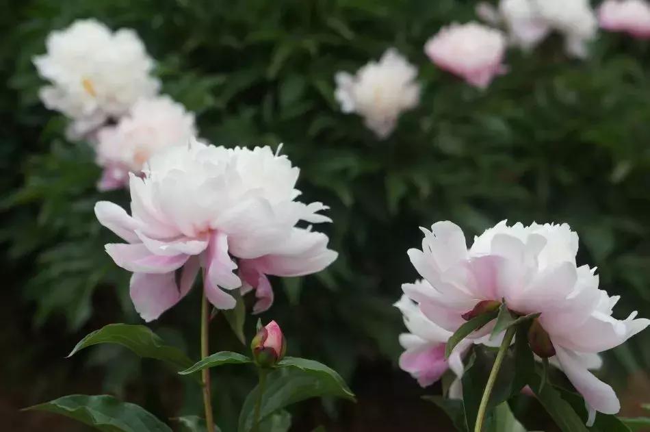 百花图谱大全100幅,工笔百花图谱100种