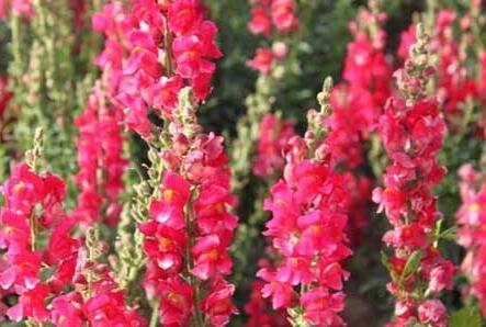 金鱼草生长需要什么条件,辽宁金鱼草培育基地