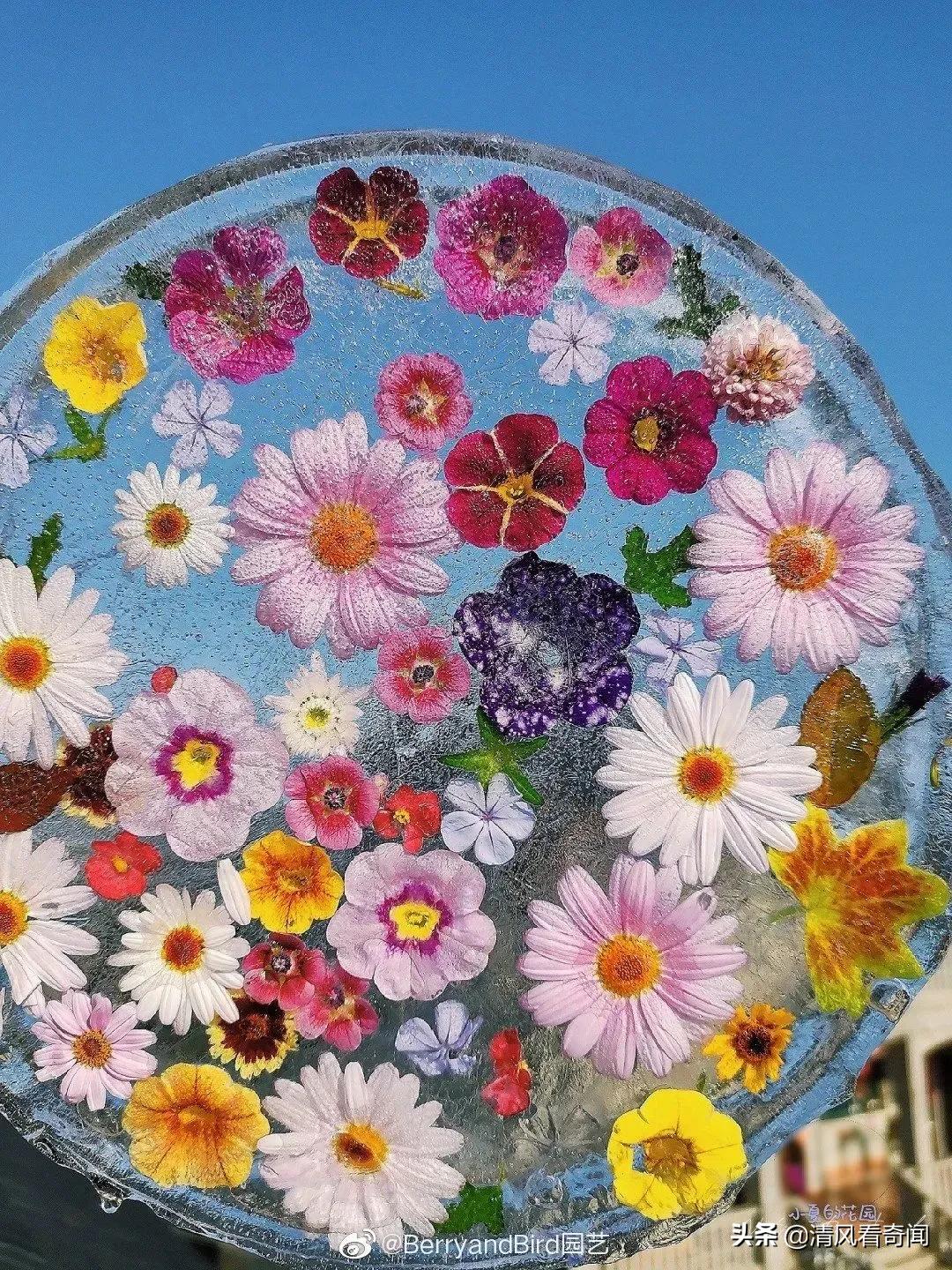 冻冰花美篇,冻冰花的美篇