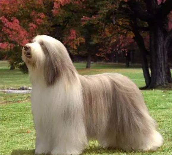 古牧为什么生的多,古牧为什么那么粘人