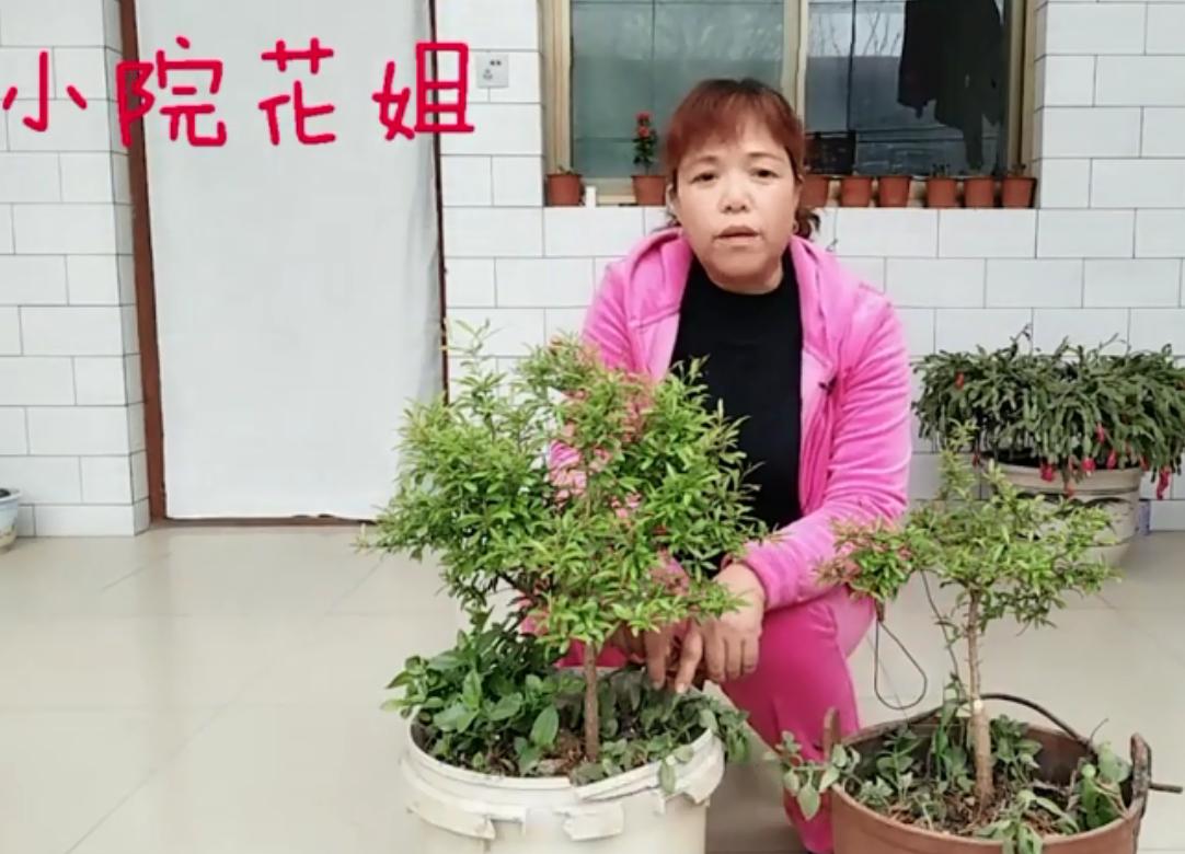 石榴树发芽不好怎么办,石榴树闷坏了怎么补救