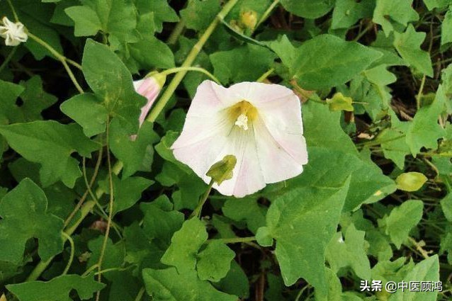 伤寒论当中有多少方剂用桂枝,伤寒论桂枝类方总结