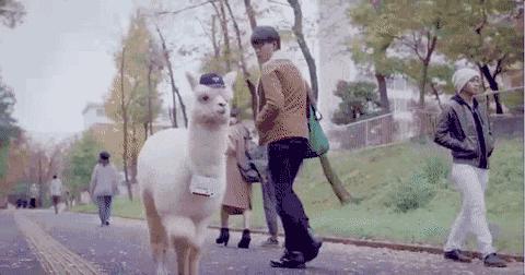 能治好所有病的宠物医生,宠物医生治不好自己的宠物