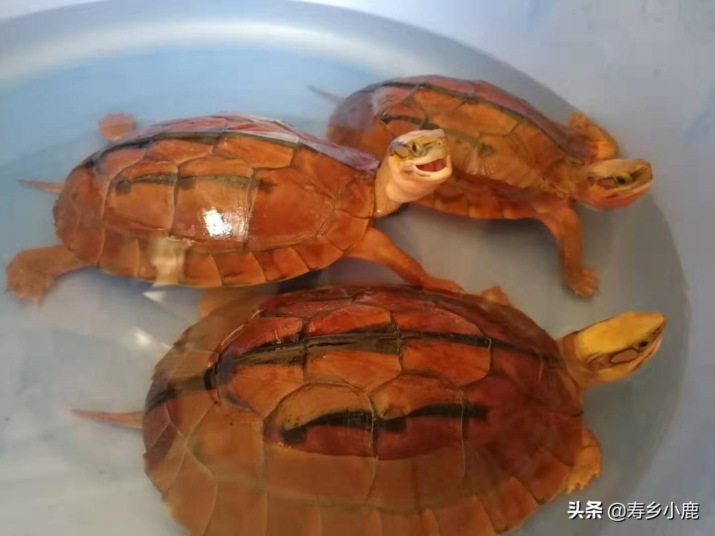 龟浮水什么样,龟浮水的原因