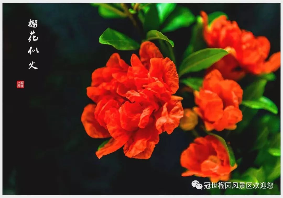 世界旅游日5月19日优惠,冠世榴园免费景点