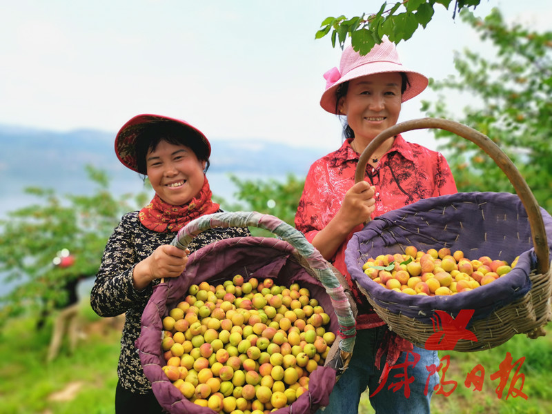 陕西永寿：种下“杏”福果荒山变成“致富山”