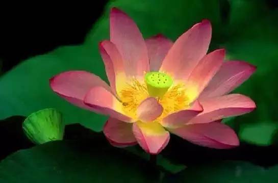 各国国花展示视频,各国国旗国徽国花