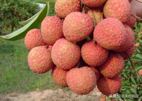 最便宜的荔枝丰收,2018越南进口荔枝价格