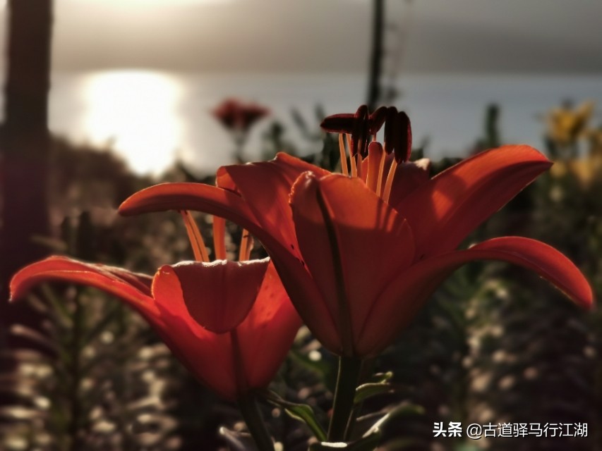 成也螺旋藻，败也螺旋藻～这个中国唯一的湖泊，未来该何去何从？