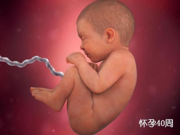 胎儿在母体内长大图片,胎儿在体内如何发育视频