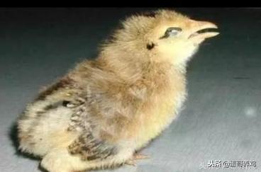 鸡支堵的防治方法,鸡支气管堵塞怎么造成的