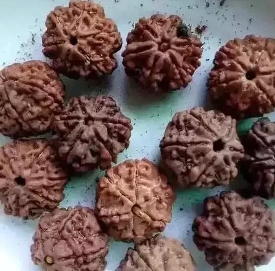 手串有白色小虫子,手串长虫子是什么原理