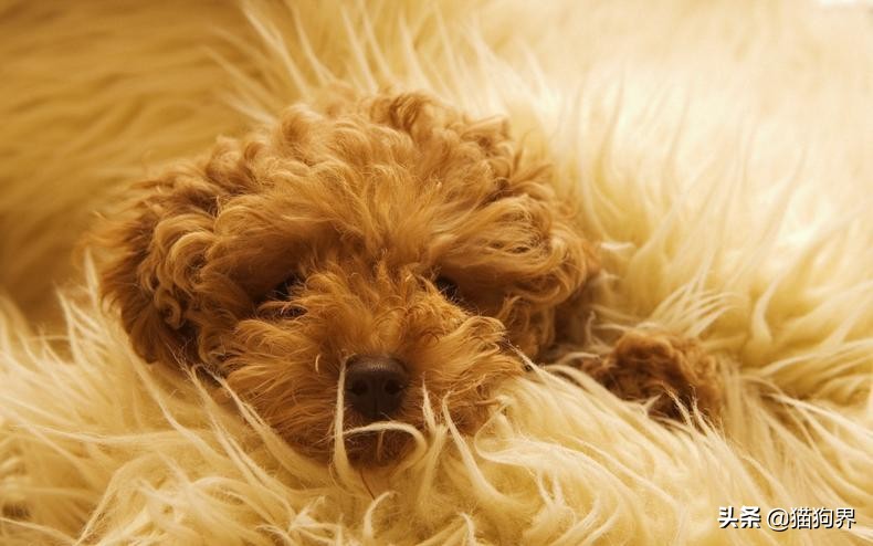 泰迪毛色褪色后能再恢复吗,泰迪犬怎么养毛色才会好