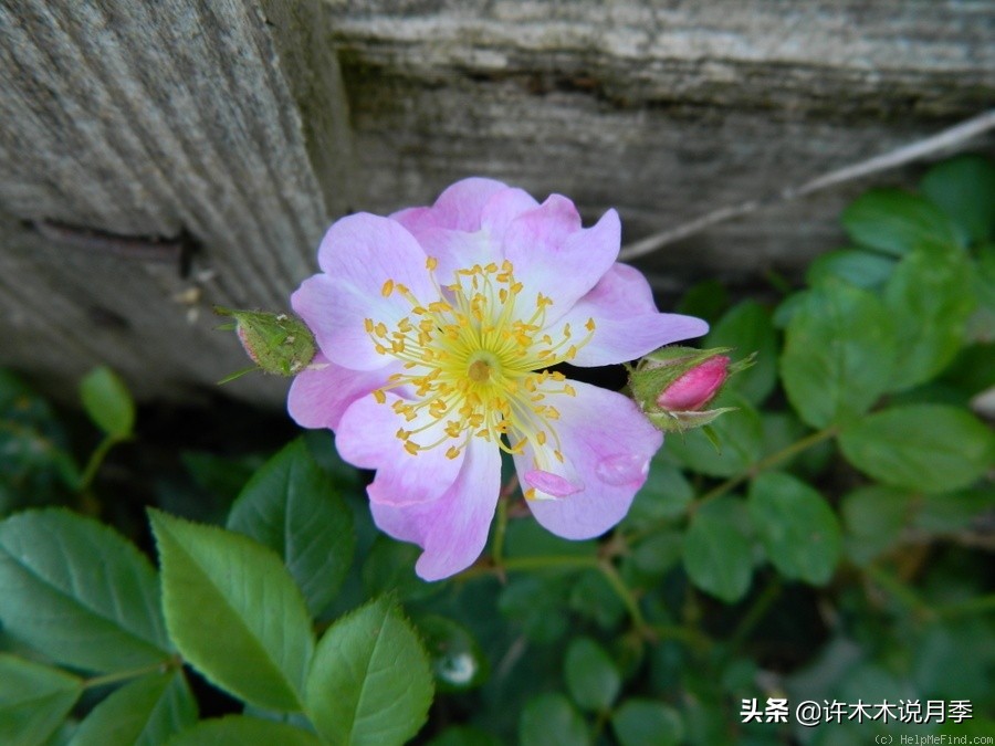 大花浓香四季开花的月季有哪些,黑紫色的月季花有哪些
