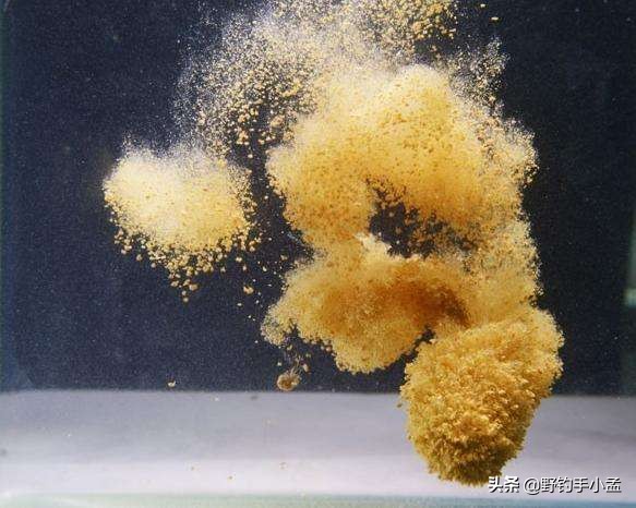 小鱼闹窝大鱼是不是不会来,小鱼闹窝大鱼不来