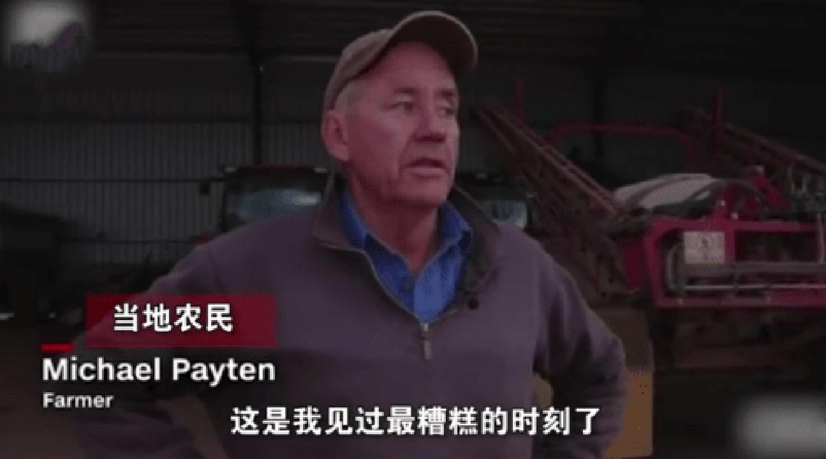 澳大利亚鼠灾到底有多可怕,澳洲鼠灾最新状况