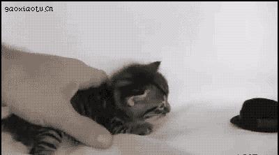 猫咪生气怎么讨好它,猫咪生气了会有什么表现