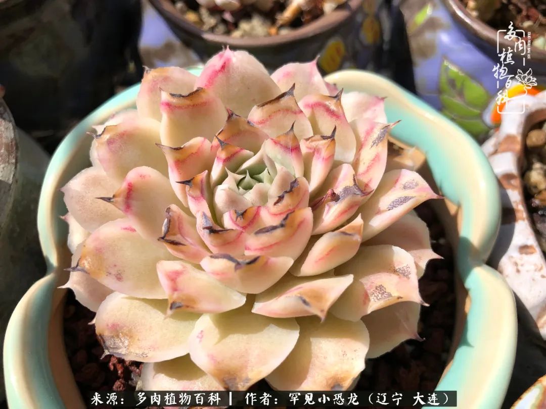 颗粒土除了种多肉还可以种什么,想养动物该怎么养