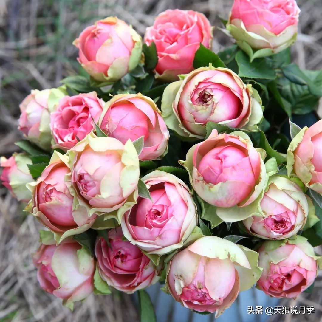 四月最浪漫的蔷薇花,最浪漫的四月花