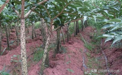 魔芋怎样栽培管理才高产,怎么种植魔芋才能高产