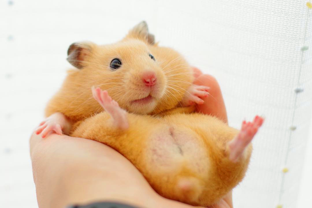 仓鼠抓它一直躲开为什么,小仓鼠和小黑捉迷藏