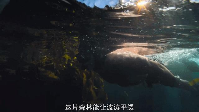 人鱼情未了在线阅读,人鱼情未了电视剧免费观看