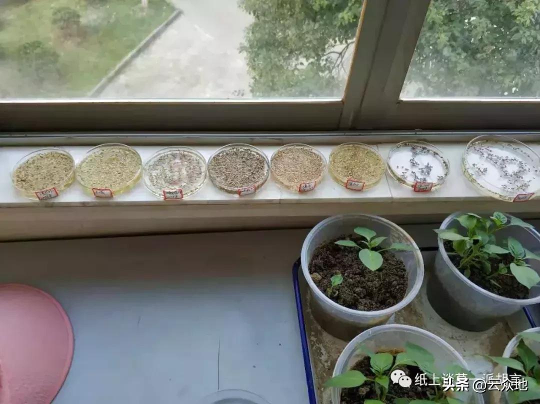 防除稗草,抗性稗草与普通稗草区别